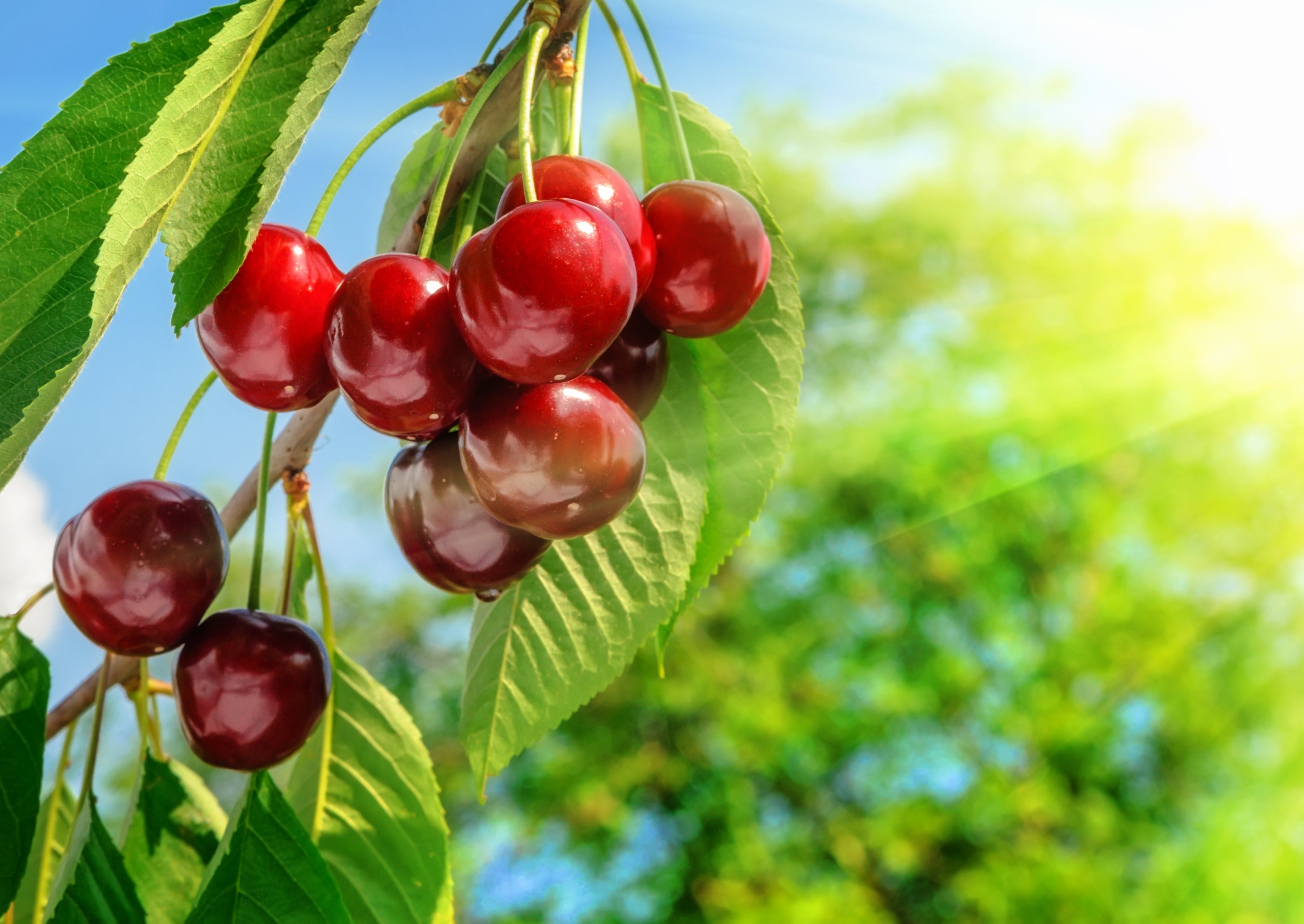 European organic cherry juice,A TASTY NATURE TREASURE 